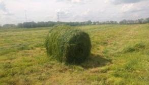 Hay in May!